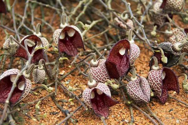 Aristolochia salvadorensis Standley Botanik Bahçesi