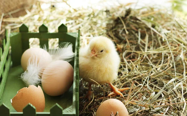Studio image of baby chicken on the hay, close-up — Stock Photo, Image