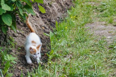 Hayvanlar. Bahçede oynayan beyaz kedi yavrusunun fotoğrafı