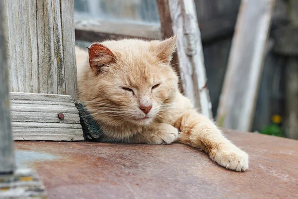 Animales Viejo Gato Entrecerrando Los Ojos Cámara Primer Plano —  Fotos de Stock