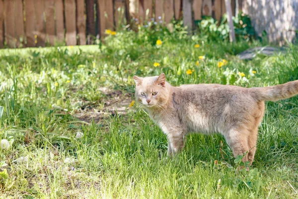 Красная Кошка Агрессивно Смотрит Камеру Время Ходьбы — стоковое фото