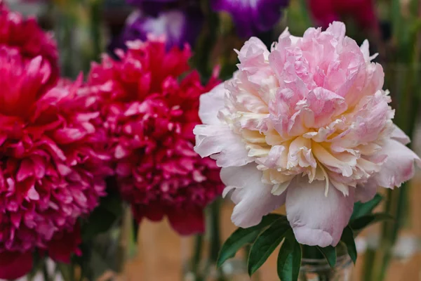 Bloemen Beeld Van Prachtige Pioenen Tentoonstelling Close Rechtenvrije Stockafbeeldingen