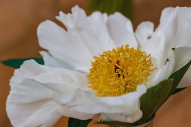 Çiçekler. Güzel beyaz şakayık resmi, yakın plan.