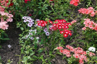 Yaz. Çeşitli karanfillerin yatay fotoğrafı, yakın plan.