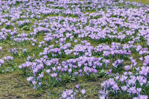 Горизонтальна Фотографія Розквітлих Фіолетових Крокусів Парку — стокове фото