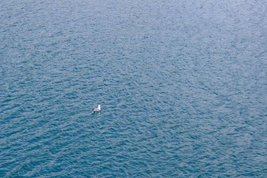 Yalnız martıların üst manzarası rüzgarlı denizde yüzüyor.