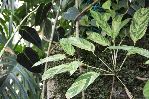 Image Ctenanthe Lubbersiana Variegata Dans Serre Photos De Stock Libres De Droits