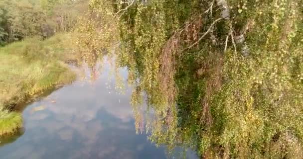 Nyírfa. folyó. Őszi színes erdő. vízszintes serpenyő cc 4189991412 — Stock videók