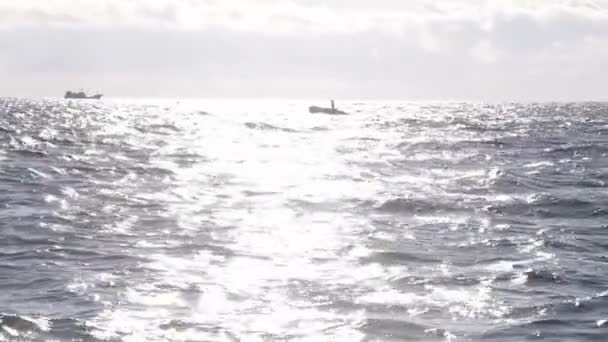 波に飛び乗るゴムボート釣り。20160131091056 135 1 — ストック動画