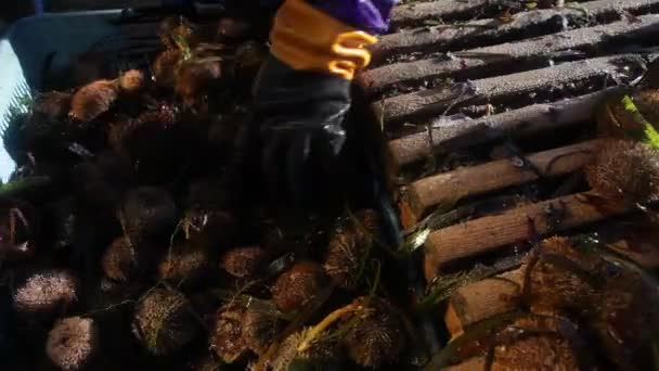 Pêche à l'oursin. boîtes avec des fruits de mer sur le pont. 20160131091210 148 1 — Video