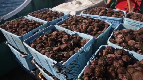 Pêche à l'oursin. boîtes avec des fruits de mer sur le pont. 20160131091558 181 1 — Video