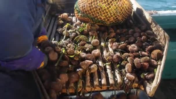 Rybaření mořských ježků. krabice s mořskými plody na palubě. 20160131091702 189 1 — Stock video
