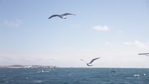 飞海鸥群靠近点晴天。20160131091850 209 — 图库视频影像