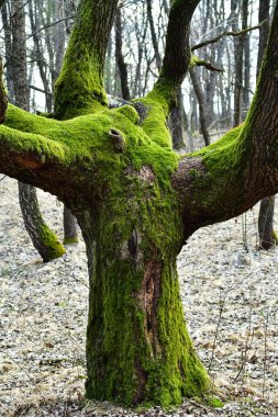 Kış ormanı Yalnız ağaç. Tranylvania. kuru yapraklar, kökler
