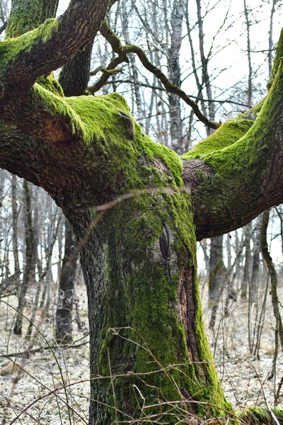 Floresta Inverno Árvore Solitária Transilvânia Folhas Secas Raízes — Fotografia de Stock