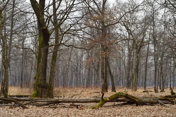 Árboles Altos Bosque Transilvania Cárpatos Ucrania Bosque Triste —  Fotos de Stock