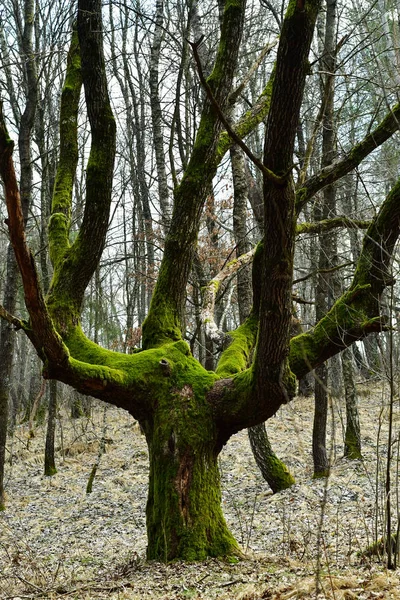 Kış Ormanı Yalnız Ağaç Tranylvania Kuru Yapraklar Kökler — Stok fotoğraf