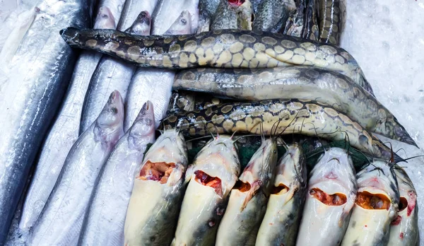 Peixes Água Doce São Enguia Espinhosa Armada Whisker Sheatfish Bagre — Fotografia de Stock