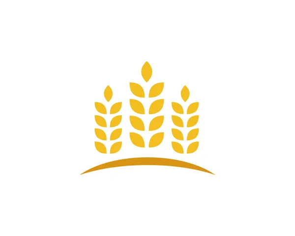 Modello logo grano — Vettoriale Stock