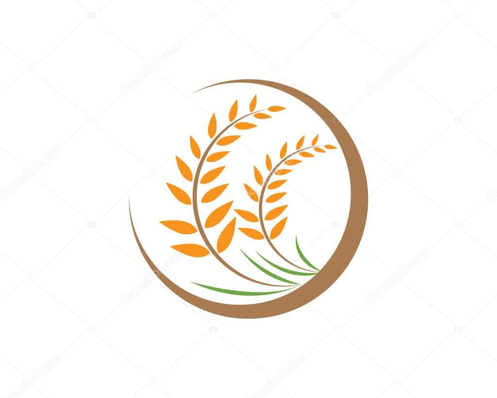 Agriculture wheat Logo Template vector icon design