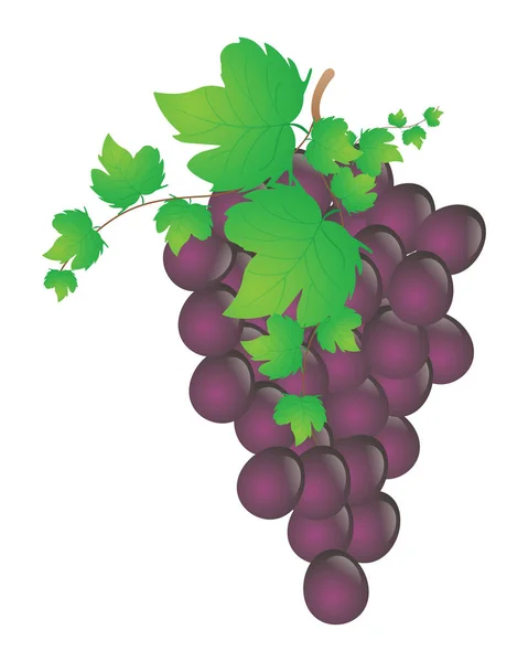 ワインのブドウの房 — ストックベクタ