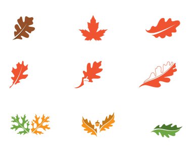 Meşe yaprağı logo ve sembolleri vektör şablonu