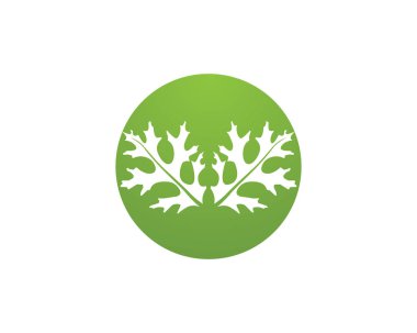 Meşe yaprağı logo ve sembolleri vektör şablonu