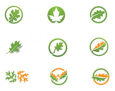 Meşe yaprağı logo ve sembolleri vektör şablonu