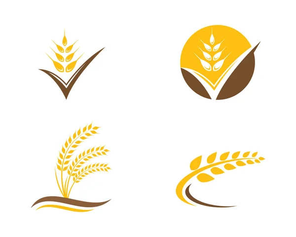 Návrh vektoru šablony loga pšenice zemědělství — Stockový vektor