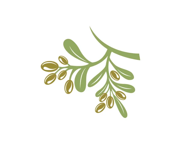 Olive logo modèle vectoriel icône illustration design — Image vectorielle