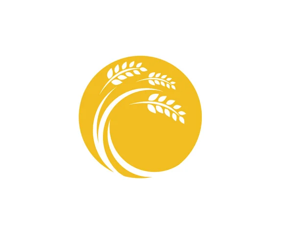 Mezőgazdaság búza logó sablon vektor ikon tervezés — Stock Vector