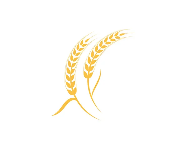 Pszenica rolnictwo Logo Szablon — Wektor stockowy