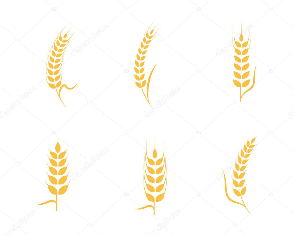 Agriculture wheat Logo Template