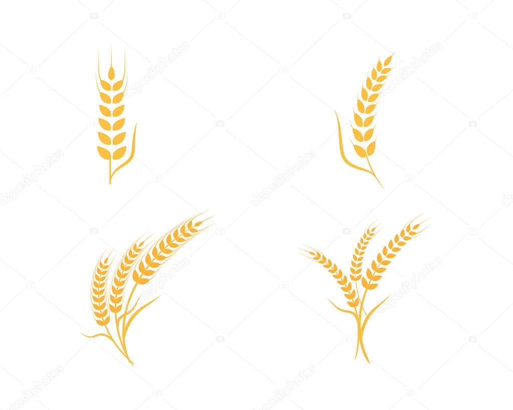 Agriculture wheat Logo Template vector icon design