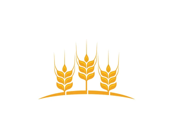 Landwirtschaft Weizen Vorlage Vektor Icon Design — Stockvektor