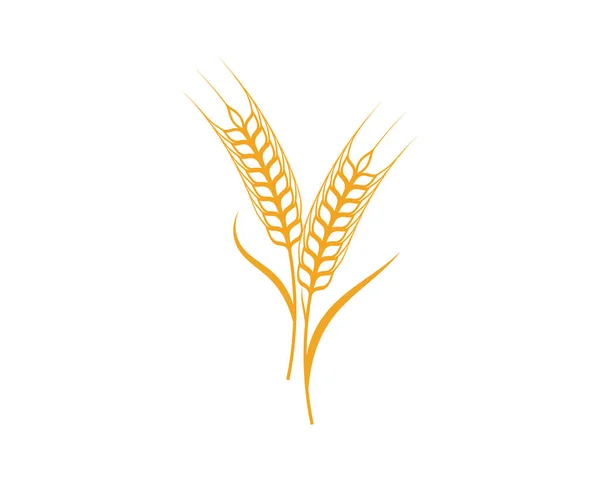 Mezőgazdasági búza sablon vektor ikonra design — Stock Vector