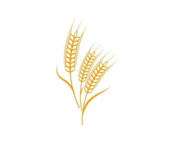 Mezőgazdasági búza sablon vektor ikonra design — Stock Vector