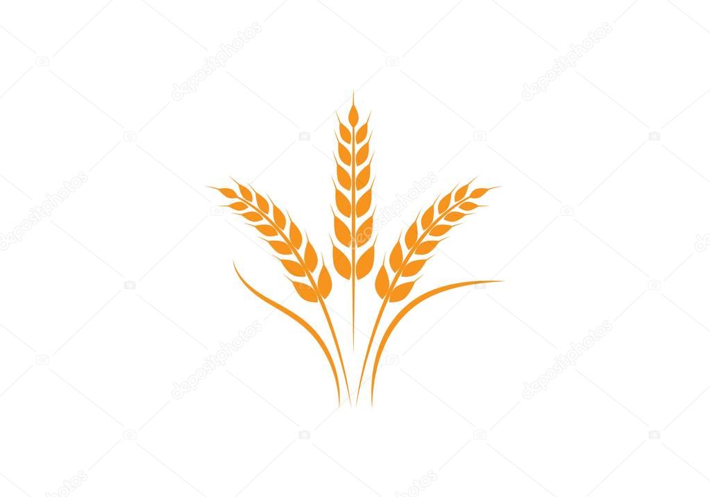 Agriculture wheat Logo Template vector icon design