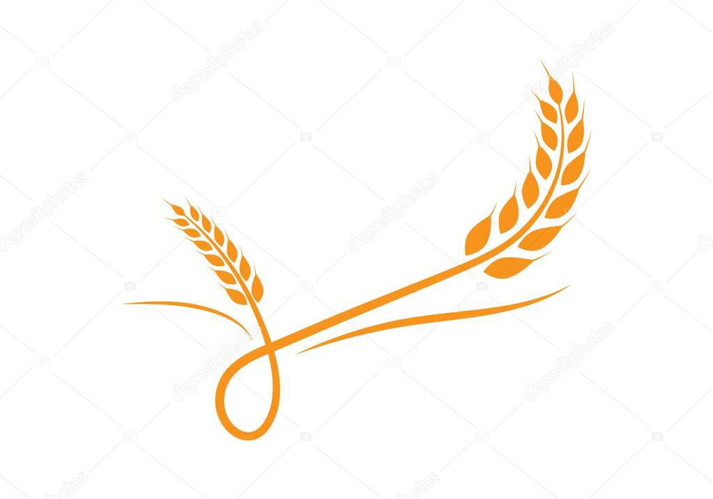 Agriculture wheat Logo Template vector icon design