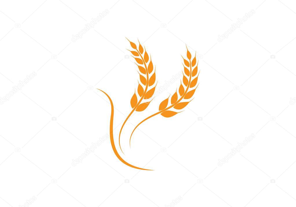Agriculture wheat Logo Template vector icon design