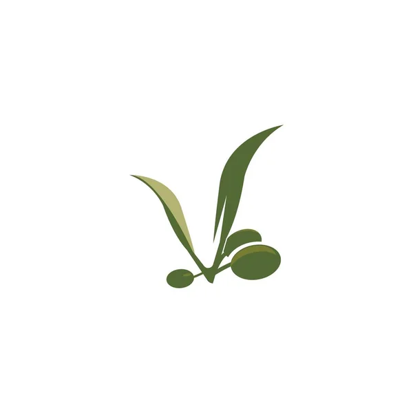 Векторная иллюстрация оливковых икон — стоковый вектор
