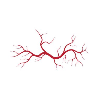 İnsan damarları ve arterler örnekleme