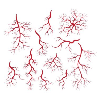 İnsan damarları ve arterler örnekleme