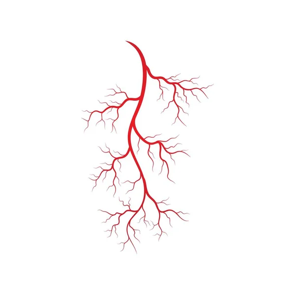 Illustrazione di vene e arterie umane — Vettoriale Stock