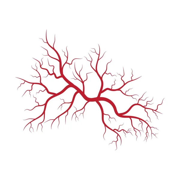 Illustrazione di vene e arterie umane — Vettoriale Stock