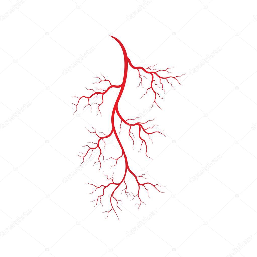 Human veins and arteries illustration