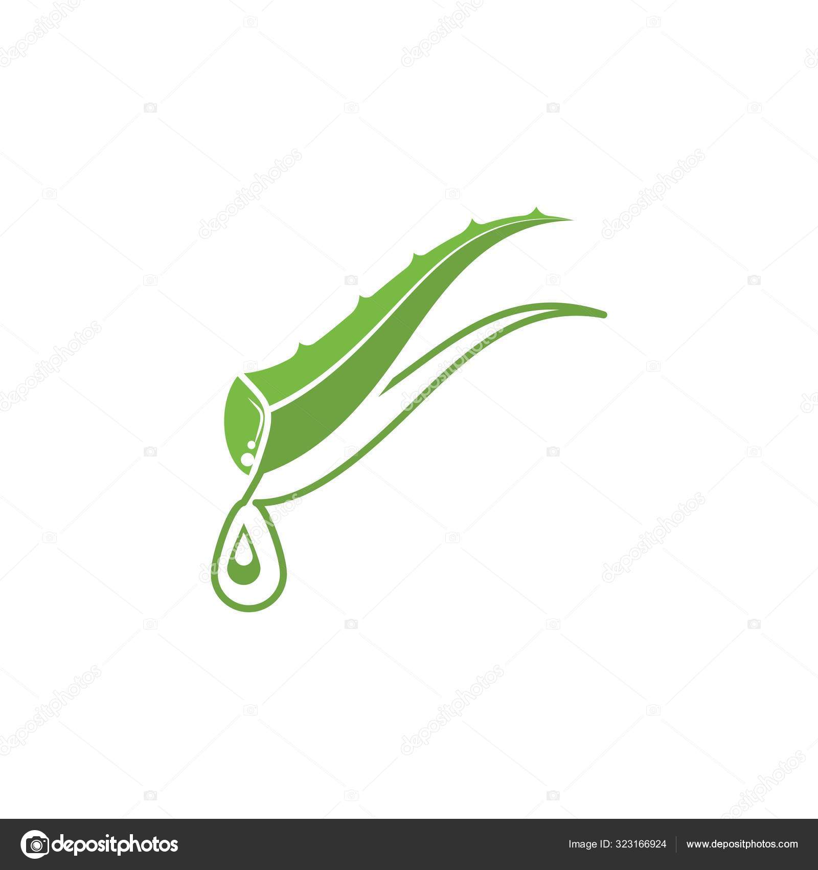 Aloe vera logotipo planta verde projeto de saúde ilustração vetorial  símbolo