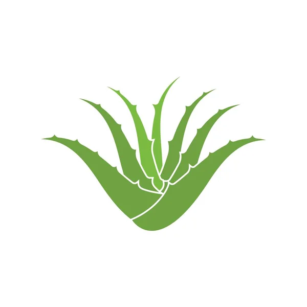 Aloe Vera icon โลโก้การออกแบบภาพวาดเวกเตอร์ — ภาพเวกเตอร์สต็อก