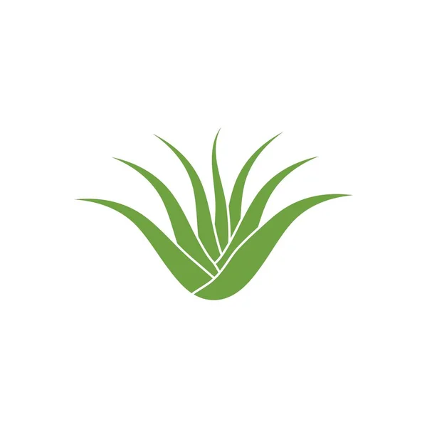 Aloe Vera icon โลโก้การออกแบบภาพวาดเวกเตอร์ — ภาพเวกเตอร์สต็อก