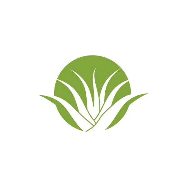 Icono de Aloe vera Vector Diseño de ilustración Logotipo — Archivo Imágenes Vectoriales